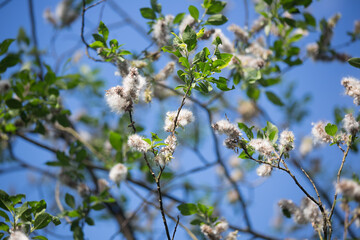 blossoming apple tree