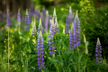heather flowers in a field