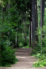 path in the forest