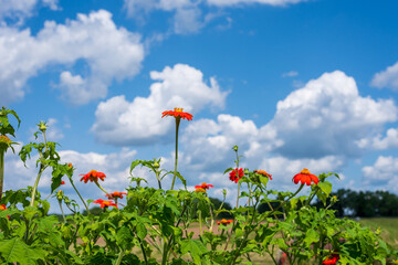 Colorful flowers stretching to blue sky with fluffy white clouds
