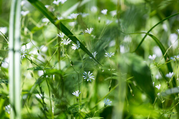 green grass with dew