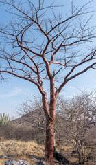 Vertical shot of bare trees and hills in Mixteca Poblana, Puebla, Mexico