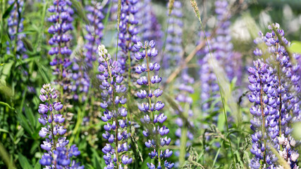 lavender flowers in the garden