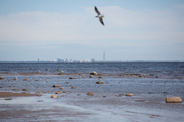 seagulls in flight over the sea