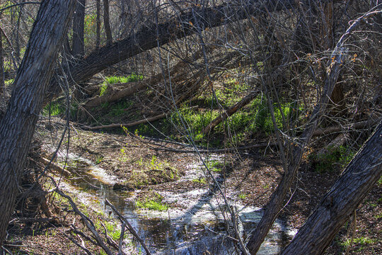 Hassayampa River Preserve