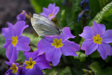 butterfly on a lilac flower