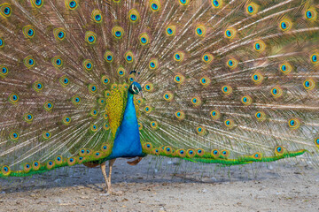 Obraz premium The beautiful colorful peacock bird has an outstretched tail.