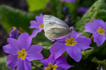 butterfly on a lilac flower
