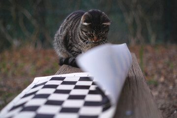 cute kitty playing chess in garden