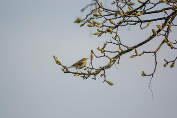 Yellow-browed Warbler (Phylloscopus inornatus) adult on a sycamore tree