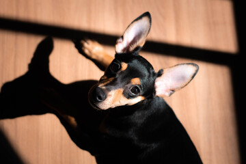 Cachorro
