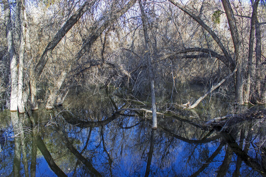 Hassayampa River Preserve