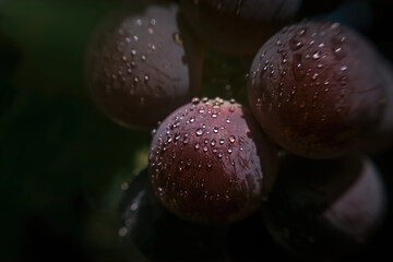 Ripening berries of juicy sweet Muscat grapes in the morning vineyard. Berries in dew drops
