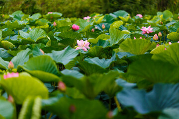 A beautiful blooming lotus flower grows on the lake. Pink lotuses in a pond in nature.