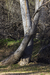 Hassayampa River Preserve