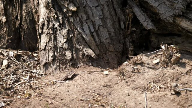 Grass snake hides under the tree.