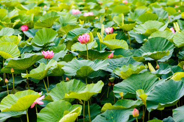 Obraz na płótnie Canvas A beautiful blooming lotus flower grows on the lake. Pink lotuses in a pond in nature.