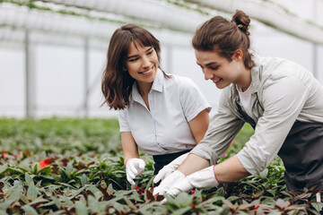 Smiling gardeners with shovels planting flowers in glasshouse.