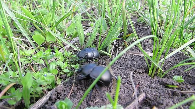 Two black beetles Digger dung crawling in the grass Geotrupidae Latreille Geotrupes