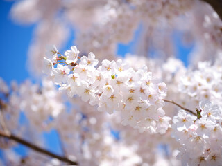 桜と青空
