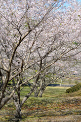 Fototapeta premium 満開の桜が咲く知覧平和公園