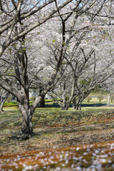 Naklejka premium 知覧平和公園の桜並木