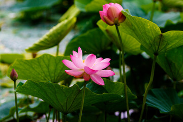 A beautiful blooming lotus flower grows on the lake. Pink lotuses in a pond in nature.