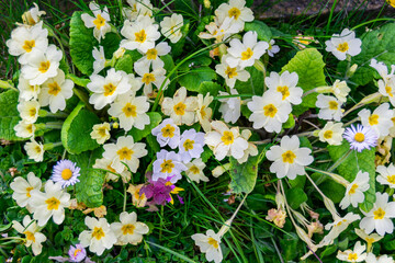 White and yellow Primula vulgaris known as the common primrose, flowers of Primulaceae, a cheerful sign of spring and important nectar source for butterflies.