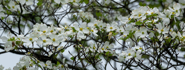 Dogwood Blooms
