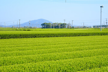 美しく広がる知覧のお茶畑の景色