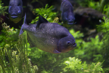 In the aquarium