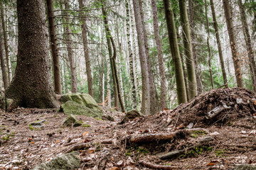 European spruce forest in Poland