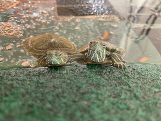 Lucas & Lily, my turtles, just a few months old. 