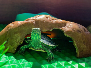 Lucas & Lily, my turtles, just a few months old. Red-eared slider