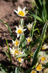 Turkestan tulip (Tulipa turkestanica)