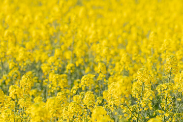 field of yellow rapeseed flowers with out-of-focus background