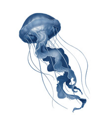 Jellyfish deep sea poisonous illustration realism isolate.