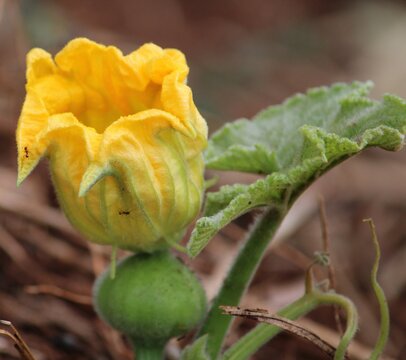 pumpkin flower