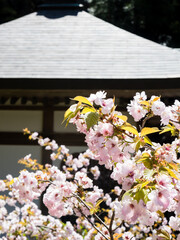 Pink cherry blossoms against the wall of traditional Japanese house