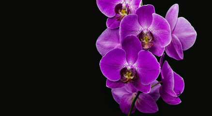 Fototapeta na wymiar Purple phalaenopsis orchid flower, Phalaenopsis known as Moth Orchid or Phal on black background. Purple phalaenopsis flowers known as butterfly orchids. Selective focus. Place for text. Close-up