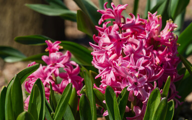 Macro of pink Hyacinthus orientalis (common hyacinth, garden or Dutch hyacinth) in Public landscape city park Krasnodar or Galitsky. Blooming easter flowers in early spring. Selective focus