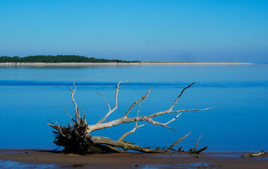 tree on the beach