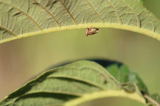 insect