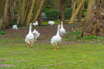 Close up low level view of Embden Emden Geese flock running towards camera. showing orange beak and blue eye