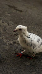 seagull on a rock
