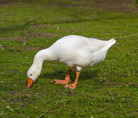 Close up low level view of Embden Emden Geese. Single portrait shot of single goose showing orange beak large webbed orange feet and blue eye