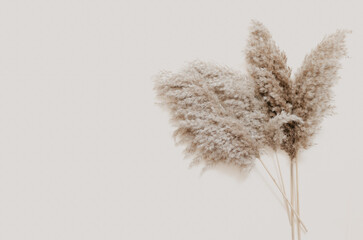 Pampas branch flowers on beige background. Beautiful pattern with neutral colors. Minimal, stylish concept. Flat lay, top view, copy space - 431807797