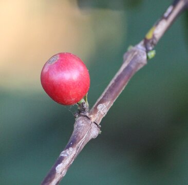 coffee bean