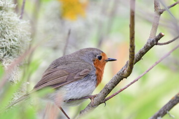PÁJARO