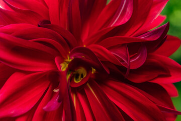 Red azalea flower with yellow pollen.